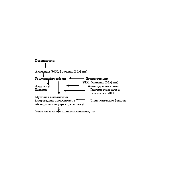 Соврменные представления о механизмах канцерогенеза
