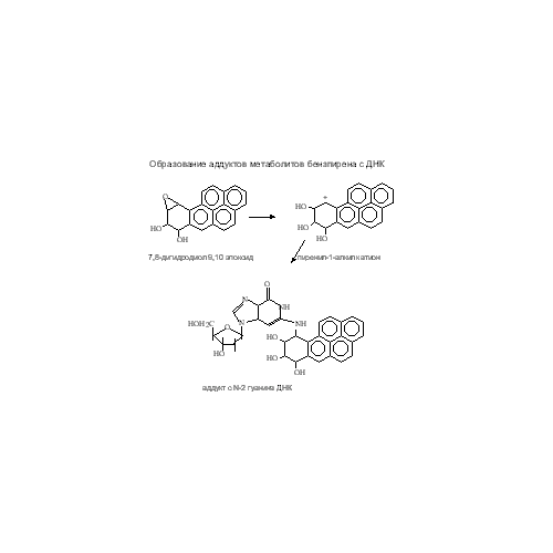 Образование аддукта БП с ДНК