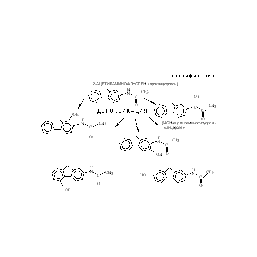 Метаболизм 2-ацетиламинофлуорена