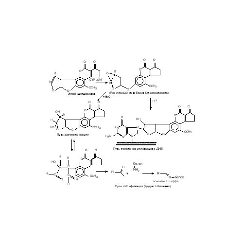 Метаболизм Афлатоксина В1